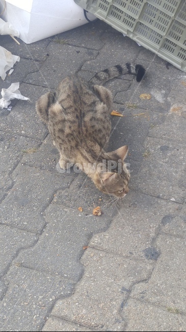 고양이,길고양이,동물,아기고양이,들고양이,동물,animal,포유류,mammal,고양이,cat,kitten,kitty
