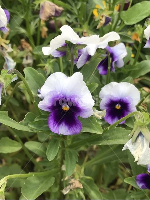 플라워,꽃,자연,flower,식물