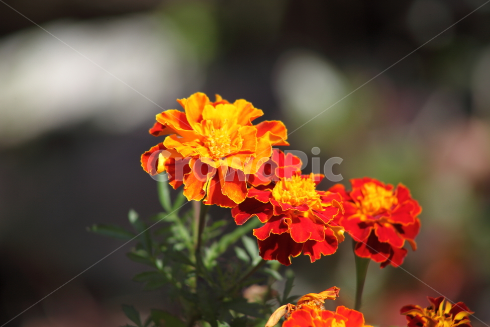 메리골드,꽃,식물,marigold,국화과,만수국,가을,계절,fall,autumn,season,식물,자연,plants,nature,flower,geranium,제라늄,blossom,plant