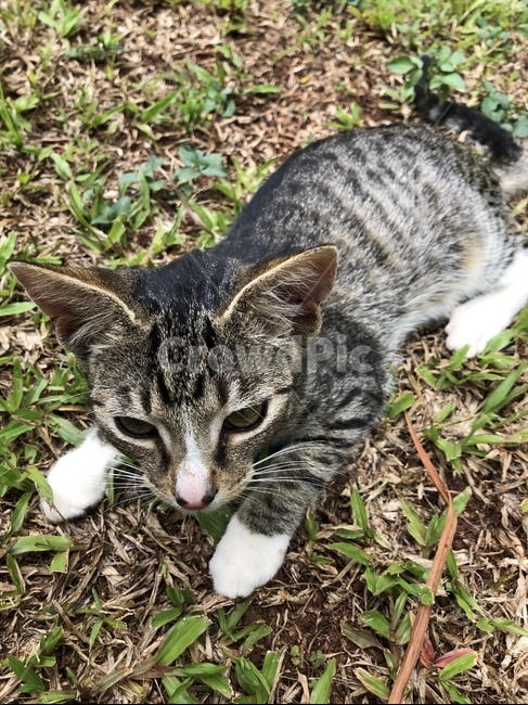 동물,고양이,귀여움,아기,cat,동물,animal,포유류,mammal,고양이,cat,kitten,kitty