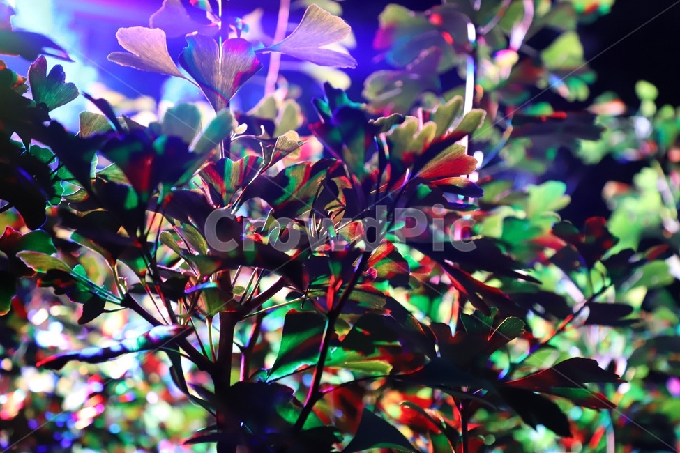 purple,보라색,plant,식물,leaf,잎,식물,자연,plants,nature