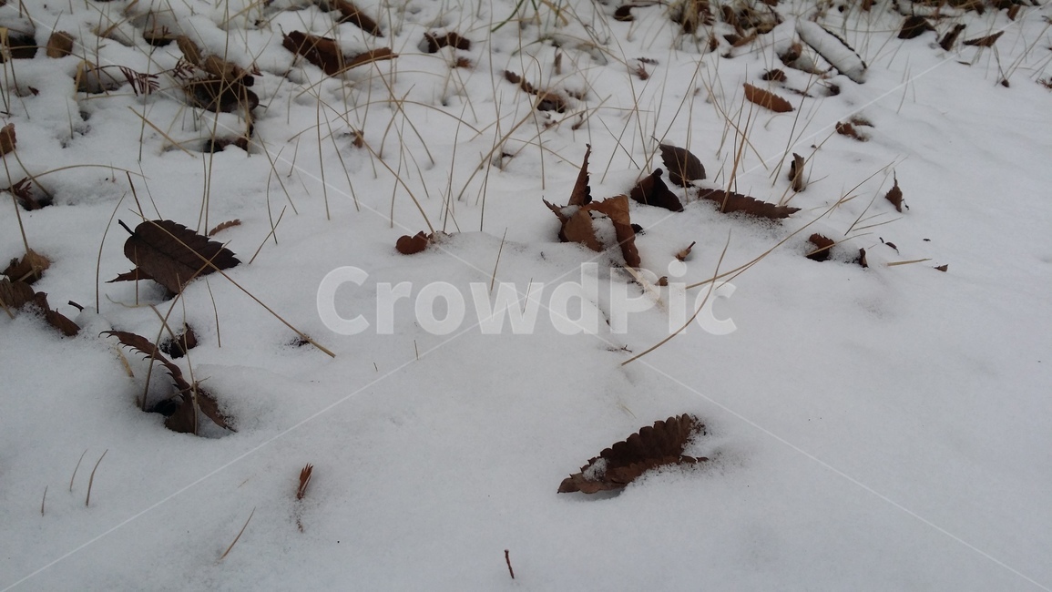 계절,눈,겨울,설경,날씨,하얗다,눈내린풍경,깨끗한풍경,하얀풍경,낙엽,snow,winter,season,흰색,화이트,감성,쌓인눈,겨울,계절,winter,season