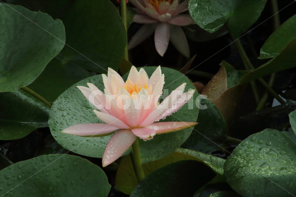 연,수련,꽃,식물,waterlily,식물,자연,plants,nature,꽃,flower