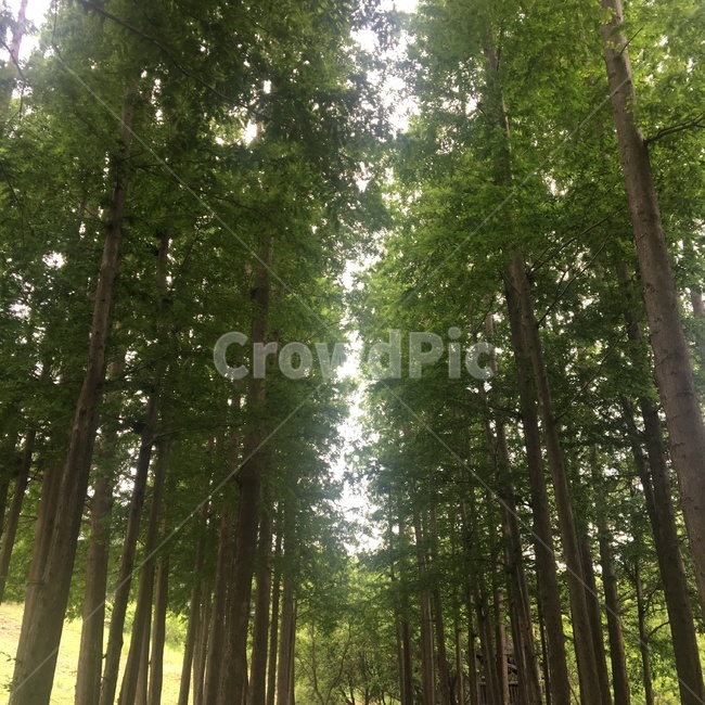 숲,숲길,산,등산,산책,산책로,자연,나무,식물,풍경,forest,wood,nature,natural,greenwood,mountain,wild,landscape,rest,relaxation,휴식,힐링,수풀,녹림,초록