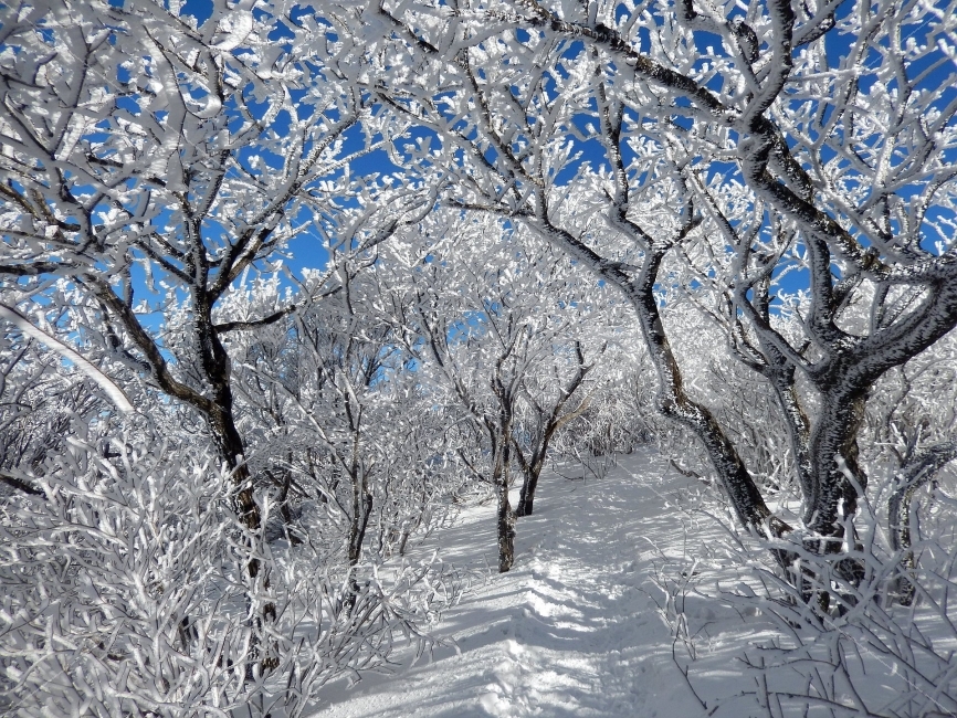 소백산,눈꽃풍경,상고대,겨울풍경,국립공원,겨울동화,힐링,감성,아름다움,뷰티풀,설국,눈풍경,파란하늘,100대명산,겨울명산,설경,서리꽃,영동,snow,landscape,눈,화이트,자연,신비로운,경이로운,천상,비경,치유,산,명산,겨울,계절,winter,season,자연,풍경,nature,landscape,식물,plants,나무,trees,wood