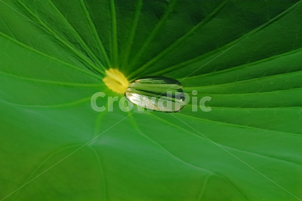 연잎,물방울,이슬,waterdrop,물,식물,자연,plants,nature