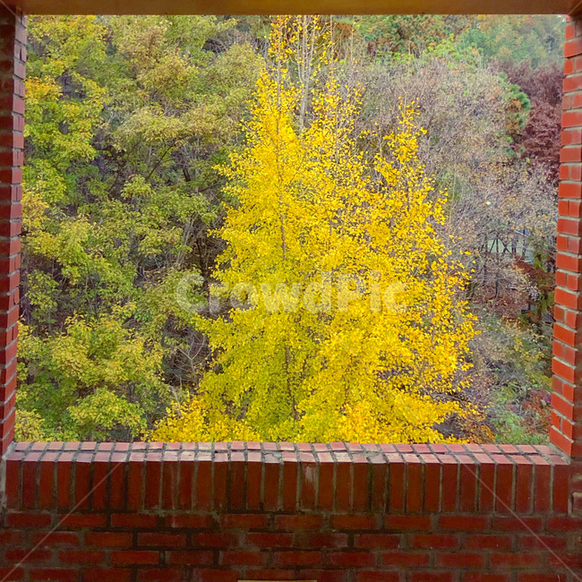 brick,벽돌,자연,단풍,감성