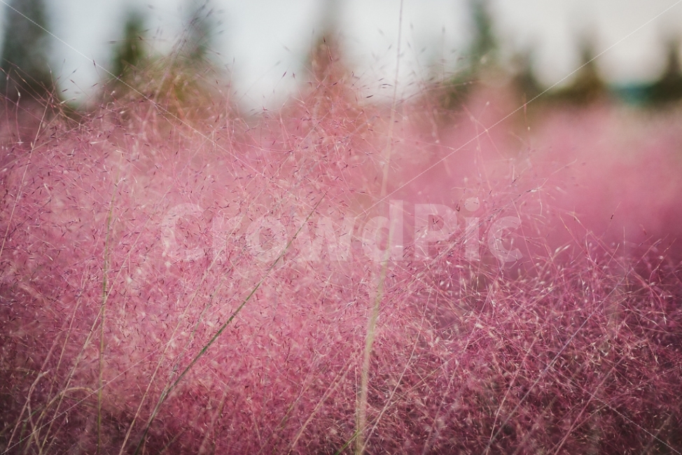 핑크뮬리,핑크,낙동강생태공원,억새,갈대,10월출사,자연풍경,pink,식물,자연,plants,nature,감성,sensible,feeling