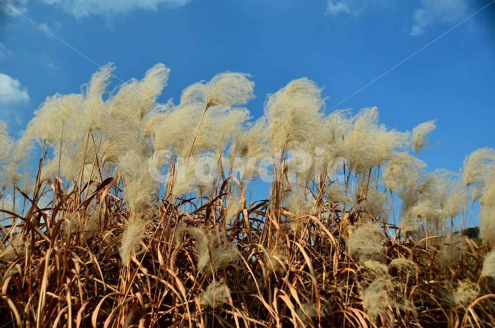 억새밭,억새,억새꽃,벼과,가을,자연풍경,한국풍경,자연,식물,가을,계절,fall,autumn,season,식물,자연,plants,nature,grass,잔디,plant,lawn,reed,갈대