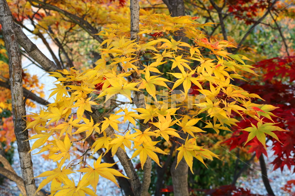 단풍,단풍나무,나무,식물,가을,자연,가을,계절,fall,autumn,season,식물,자연,plants,nature,plant,leaf,잎,tree,maple