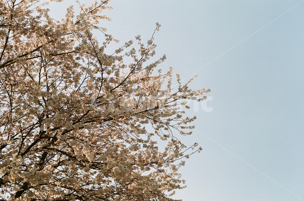봄,벚꽃,하늘,필름사진,나무,봄,계절,spring,season,식물,자연,plants,nature,꽃,flower,나무,trees,wood,plant