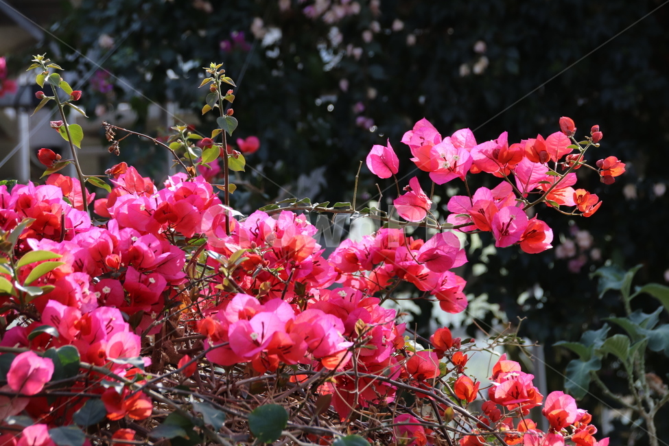 꽃,수목원,자연,봄,풍경,봄,계절,spring,season,식물,자연,plants,nature,꽃,flower,blossom,geranium,제라늄,plant