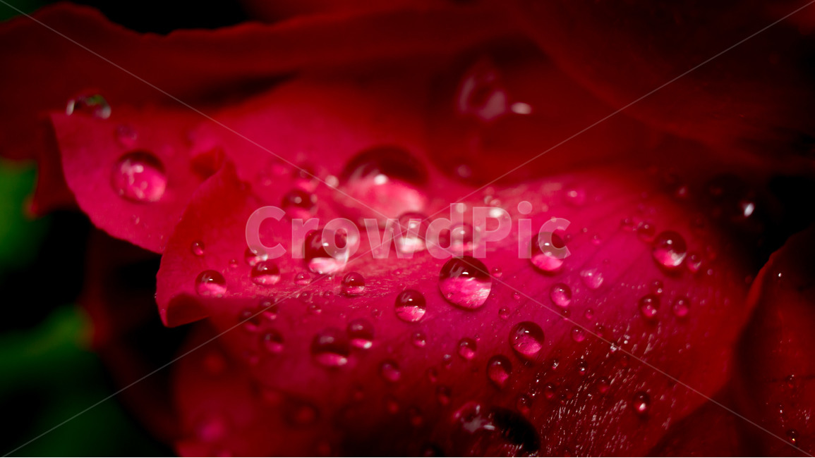 장미,꽃,자연,접사,물방울,flower,closeup,근접사,꽃잎,식물,자연,plants,nature,꽃,flower