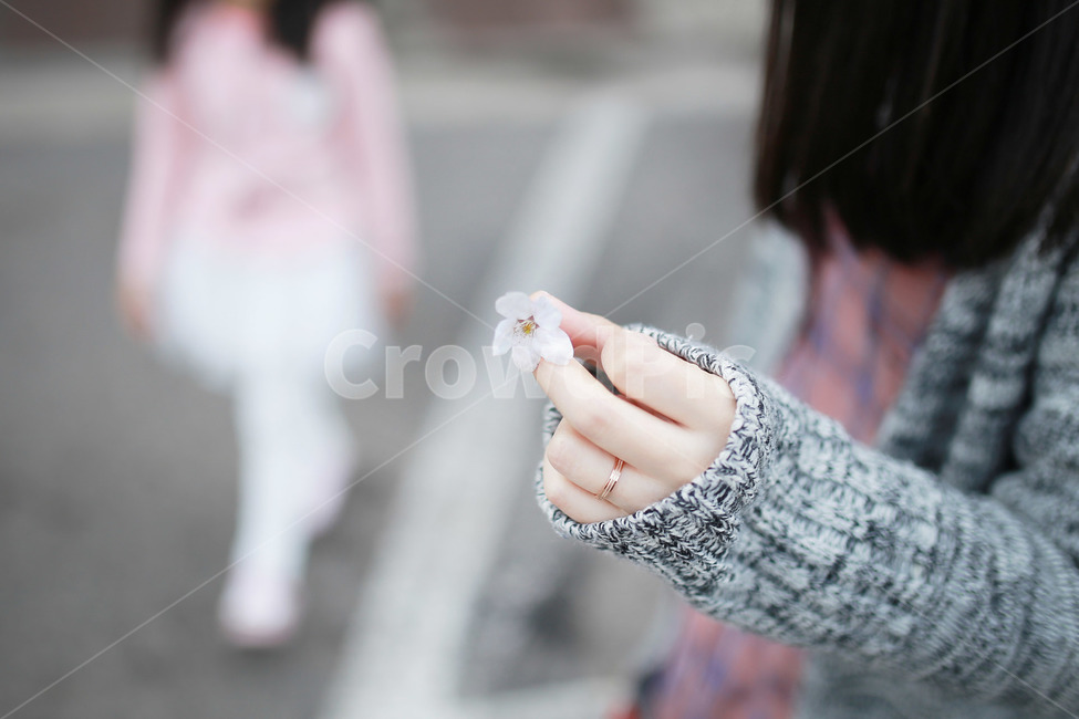 벚꽃,손,감성사진,꽃송이,사쿠라,봄꽃,봄,식물,자연,flower,봄,계절,spring,season