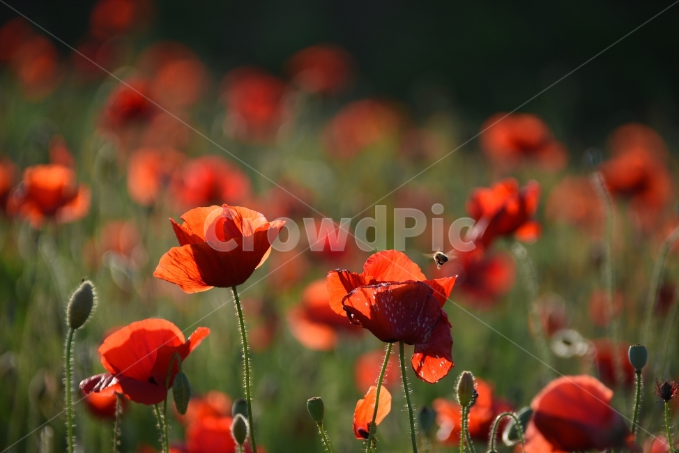 꽃,양귀비,빨강,예쁨,아름다움,벌,비행,Flower,bee,식물,자연,plants,nature,꽃,flower