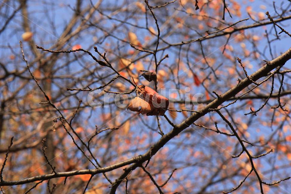 가을,낙엽,단풍,autumn,fall,nature,계절,season,나뭇잎,자연,식물,나무,나무가지,tree,앙상한