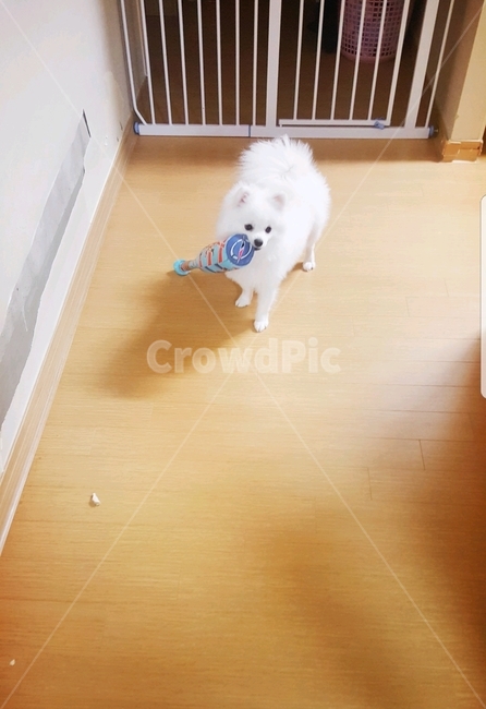 포메라니안,강아지,방망이,야구,강아지산책,fight,의지,눈빛,벽지,제거,폭력,동물,animal,포유류,mammal,개,강아지,dog,doggy