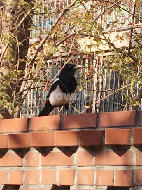 담,벽,wall,벽돌,brick,풍경,scenery,나무,tree,생활,life,새,bird,동물,animal,잎,leaf