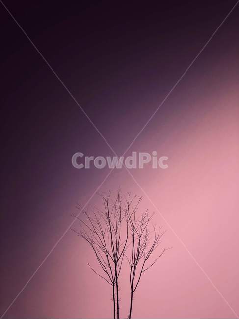 나무,감성사진,nature,outdoors,옥외,feeling