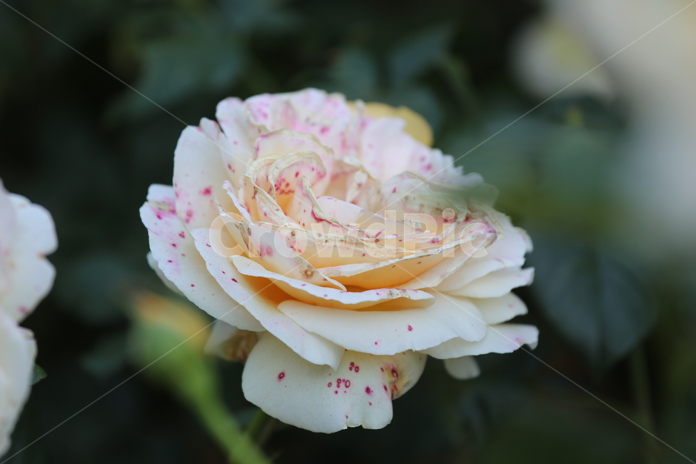 꽃,꽃잎,색,컬러,아름다운,색깔,형형색색,flower,장미,장미공원,식물,자연,plants,nature,꽃,flower