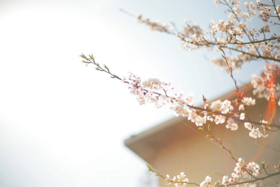 plant,식물,flower,꽃,blossom,cherryblossom,벚꽃,벚꽃나무,식물,자연,plants,nature,꽃,flower