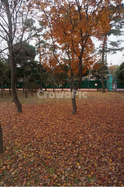 낙엽,가을낙엽,가을,만추,단풍,가을,계절,fall,autumn,season,tree,나무,plant,식물,ground,바닥