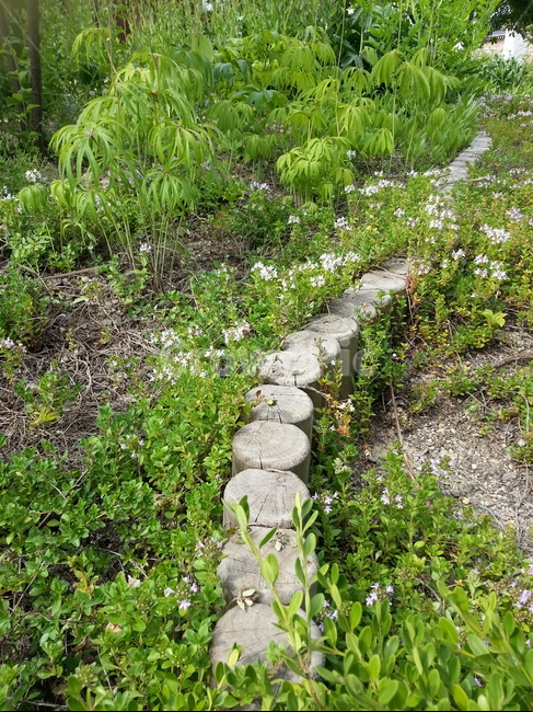 바닥,흙길,dirtroad,ground,gravel,식물,자연,plants,nature