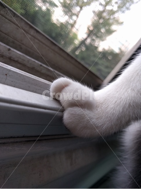고양이,발,발바닥,젤리,고양이발,몸털,짖눌린,동물,animal,포유류,mammal,고양이,cat,kitten,kitty