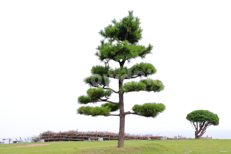소나무,정원,가을,배경,자연,pine,tree,garden,nature,식물,자연,plants,nature,나무,trees,wood