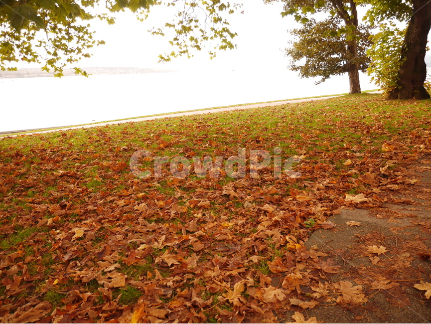 가을,낙엽,소풍,산책,공원,강,리버,가을,계절,fall,autumn,season,자연,풍경,nature,landscape,leaf,잎,plant,식물,ground,바닥,tree,나무