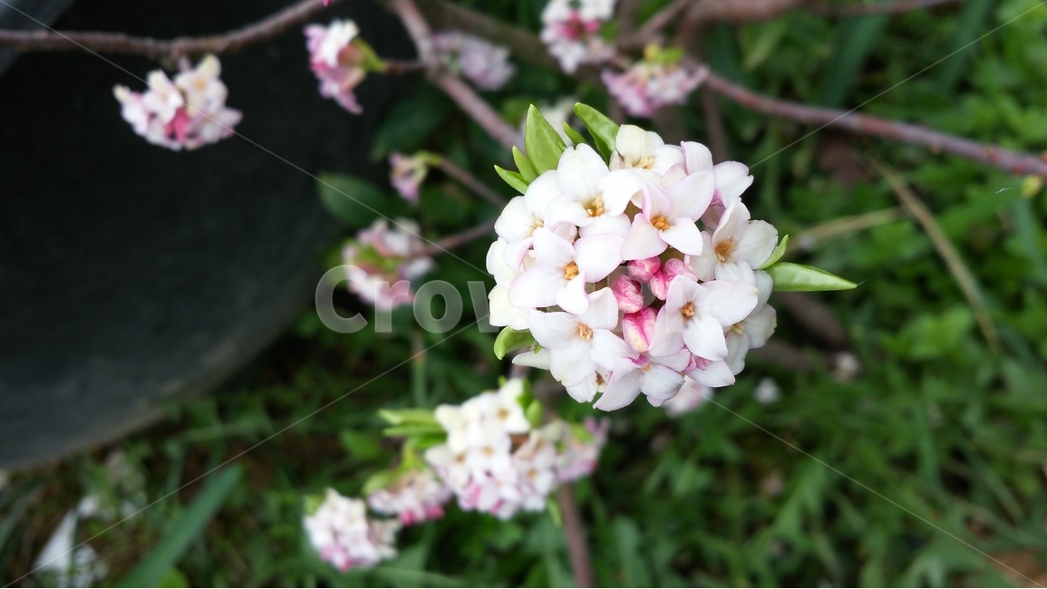 천리향,작은꽃,접사,흰꽃,봄,식물,자연,plants,nature,꽃,flower