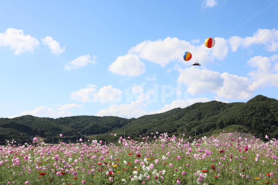에드벌룬,코스모스,뭉게구름,가을풍경,파란하늘,가을,계절,fall,autumn,season,자연,풍경,nature,landscape