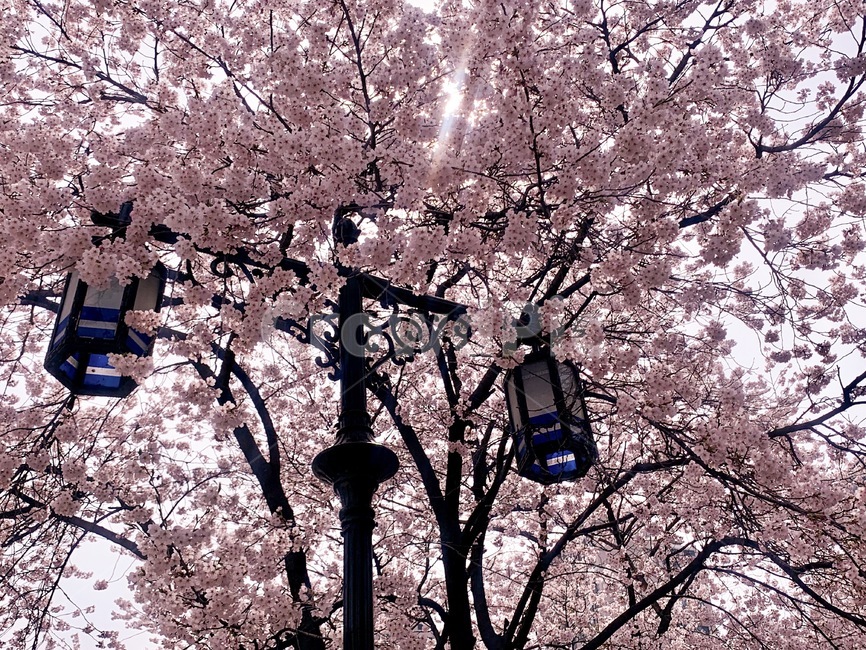 감성,벚꽃,가로등,하늘,풍경