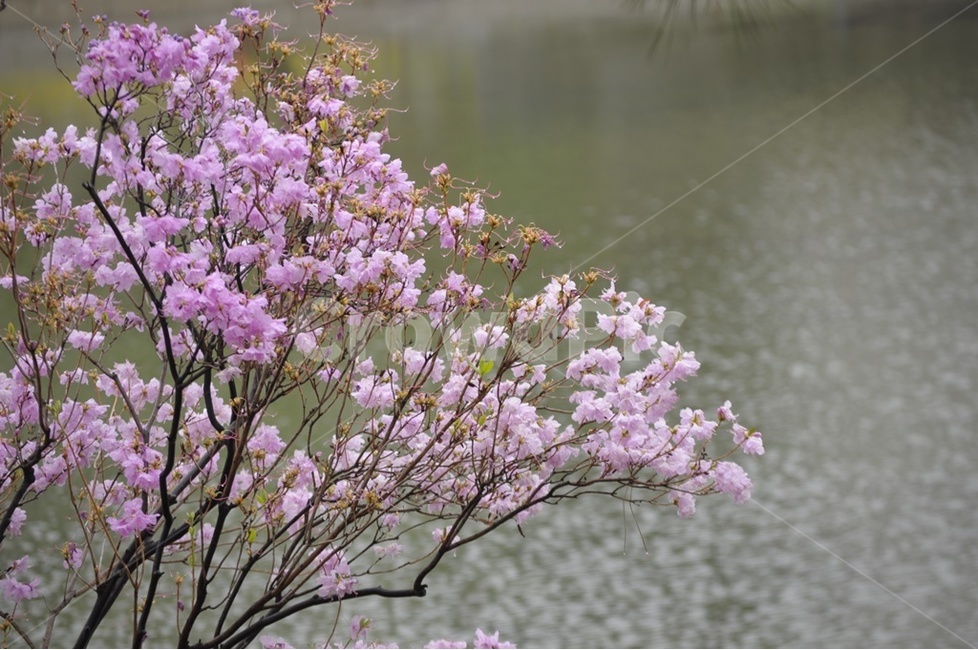 진달래,분홍진달래,토종야생화,봄의전령사,들꽃,식물,자연,plants,nature,꽃,flower
