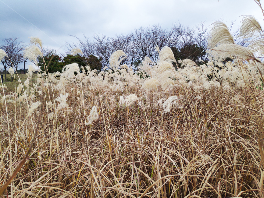 갈대,바람,자연,하늘,reed,wind,nature,sky,식물,plant,가을,계절,fall,autumn,season,식물,자연,plants,nature