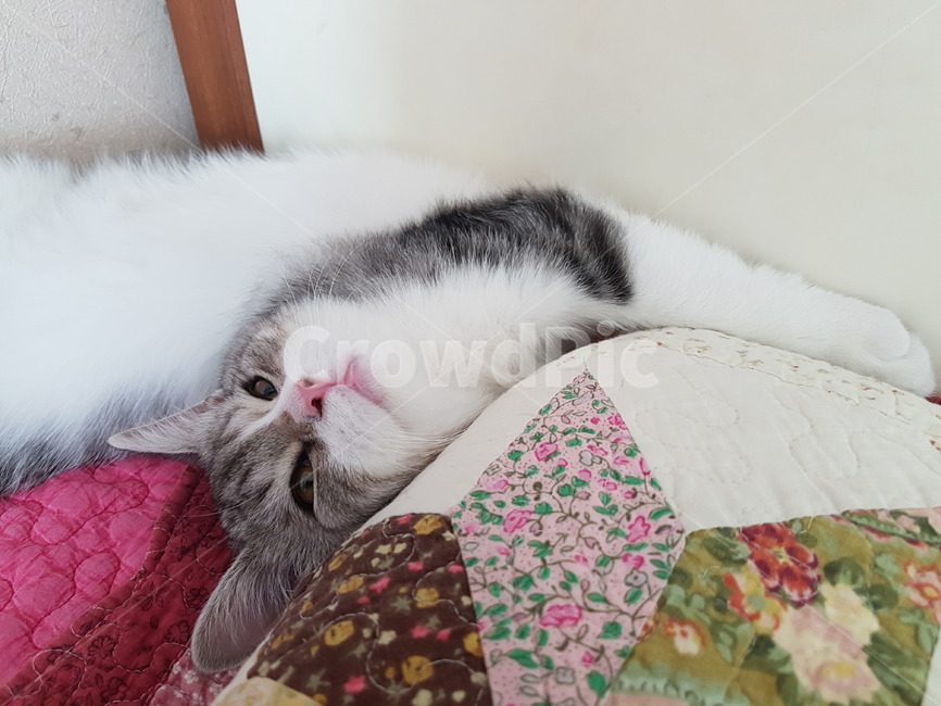 고양이,핑크코,cat,핑크발바닥,냥,냥이,하얀고양이,귀여운,애기고양이,kitten,동물,animal,포유류,mammal,고양이,cat,kitten,kitty