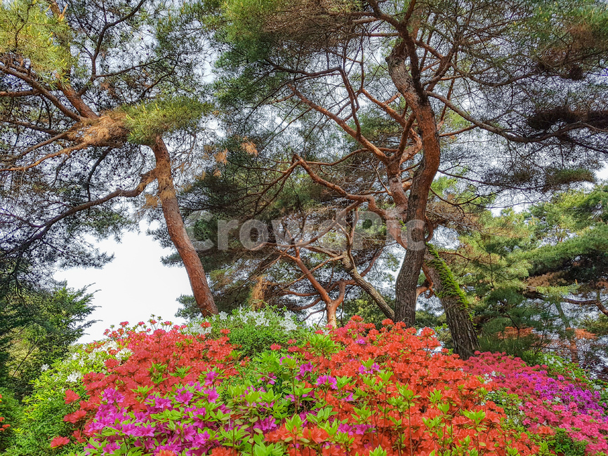 봄,나무,전나무,풍경,배경,녹색,소나무,아침,spring,tree,firtree,landscape,background,숲,forest,꽃,봄꽃,flower,colorful