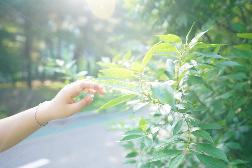 잎,자연,그린,녹색,식물,생물,색감,green,햇살,휴식,힐링,rest,relaxation,healing