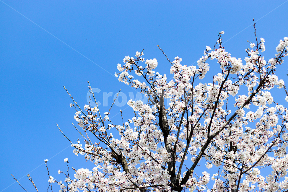 blossom,꽃,flower,cherryblossom,벚꽃,봄,spring,하늘,sky,감성,풍경,plant,식물
