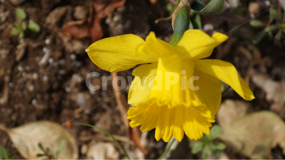 수선화,수선화꽃,꽃,자연,풍경,식물,자연,plants,nature,꽃,flower