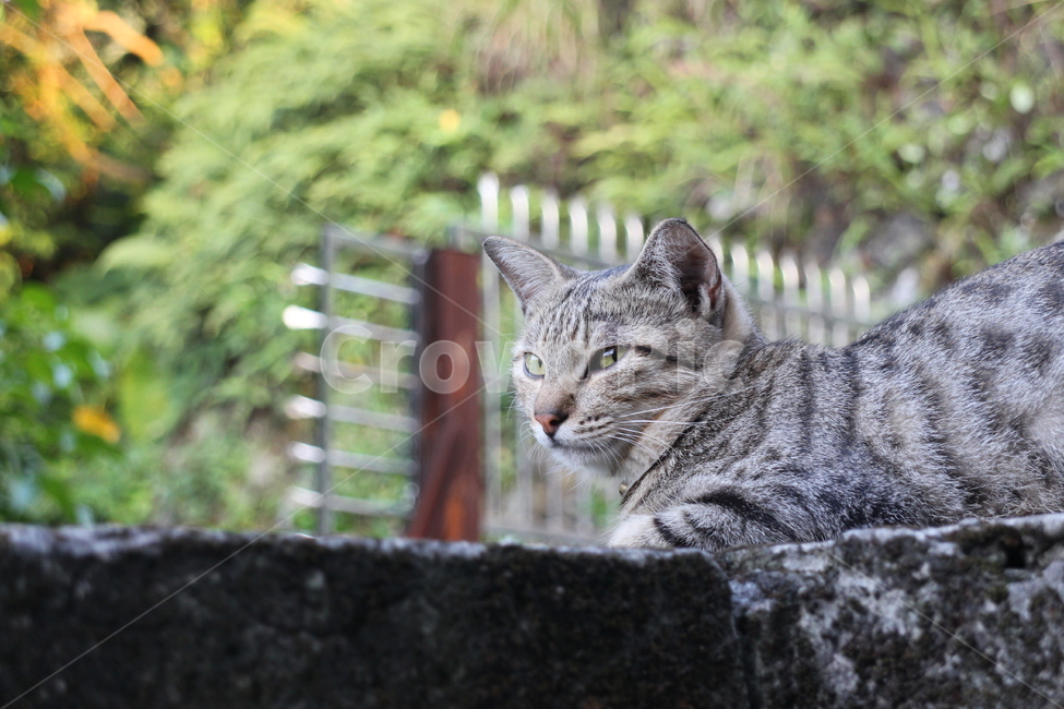 고양이,cat,길고양이,동물,animal