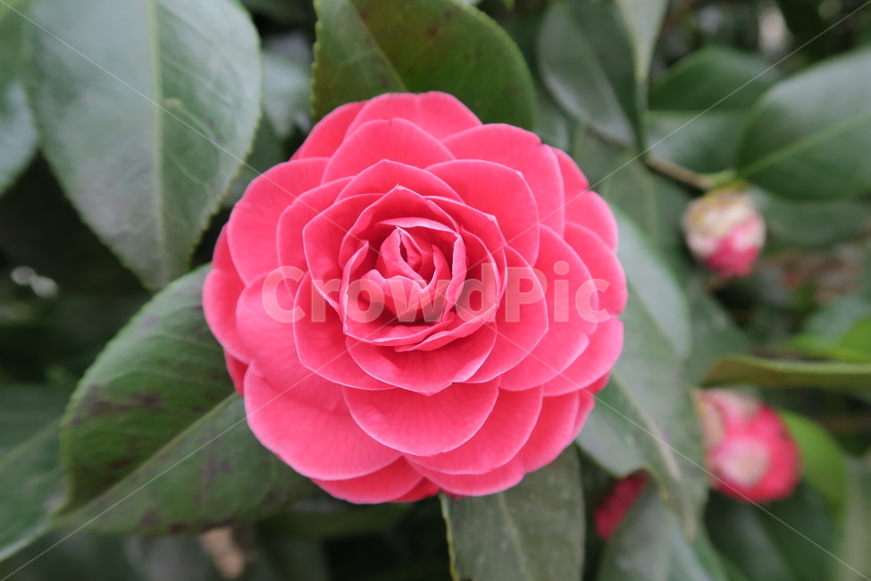 동백,카멜리아,동백꽃,만개,봄,분홍꽃,식물,자연,plants,nature,꽃,flower