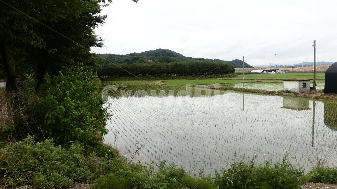 농촌,모내기,농사,모,풍경,시골,마을,풍경,landscape,country,rural,town,산업,industry,industrial,농업,농사,agriculture,farming,farming industry