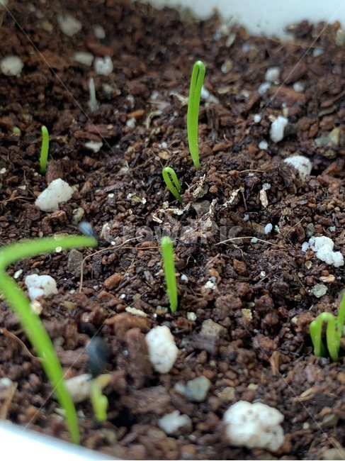 싹,흙,부추,화분,자연,식물,자연,plants,nature