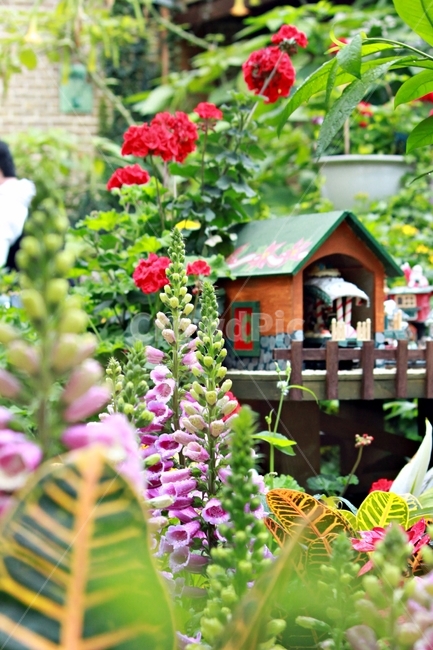 꽃,화원,정원,인테리어,자연,nature,식물,flower,가든,garden,푸르름,색채,식물,자연,plants,nature,꽃,flower