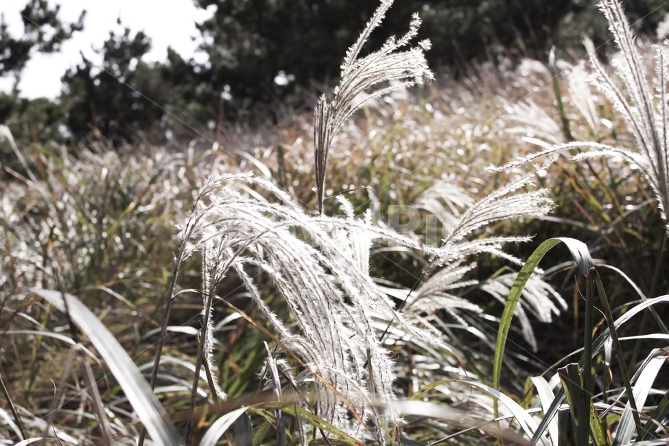 nature,자연,outdoors,옥외,plant,식물,grass,잔디,억새,silvergrass