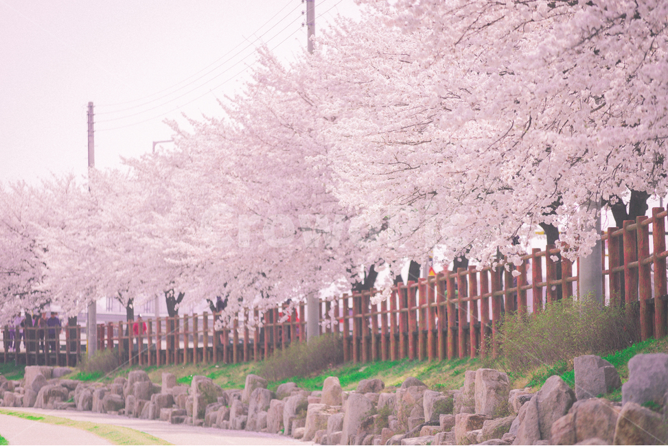 꽃,봄,나무,flower,spring,pink,벚꽃,sakura,cherryblossom,봄,계절,spring,season,자연,풍경,nature,landscape,한국자연풍경,한국자연경관,korea nature landscape,감성,sensible,feeling,색깔,색상,색채,색감,color sense,color sensitivity,feeling of color,plant,식물,blossom