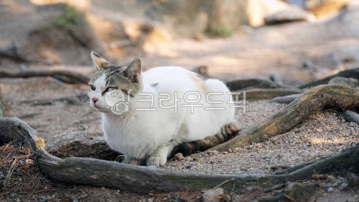 pine tree,calico cat,mammal,wild cat,cat,root,animal