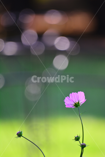 코스모스,보케,감성,분위기,가을꽃,꽃,가을분위기,cosmos,flowers,autumn,fall,빛,투명한,핑크색,pink,가을느낌,계절,시즌,9월,10월,원형,bokeh,빛망울,접사,마크로,클로즈업,macro,closeup,feeling,emotion,sensible,느낌,필,season,가을,계절,fall,autumn,season,식물,자연,plants,nature,꽃,flower,plant,geranium,제라늄,blossom