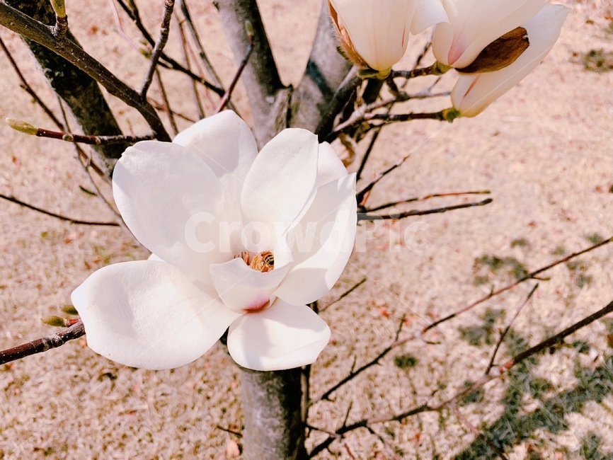 벌,꽃,봄,화창한날씨,나무,자연,봄,계절,spring,season,식물,자연,plants,nature,꽃,flower,plant